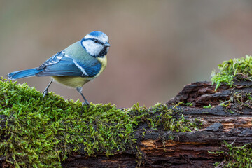 A blue tit on a moss covered log © YK