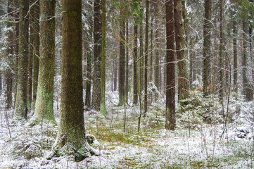 Winter forest with trees and bushes with snow
