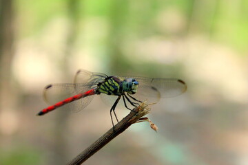 dragonfly on a branch