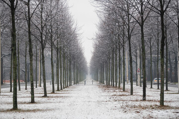 Dresden, Allee, Winter