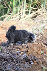 Schoodle Schnoodle Dog cão Cachorro