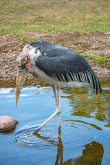 Portrait of a very old African Marabou stork bird with big beak, closeup, details.