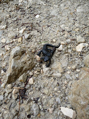 Alpine salamander (Salamandra altra) in high mountains