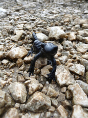 Alpine salamander (Salamandra altra) in high mountains