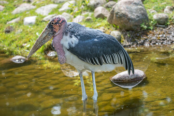 Portrait of a very old African Marabou stork bird with big beak, closeup, details.