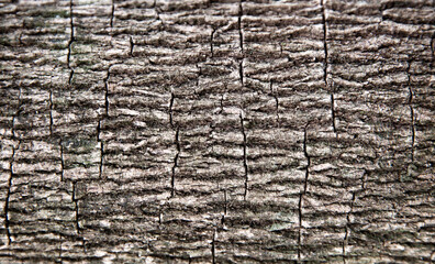 Closeup beautiful nature textured of old wood background. Bark background
