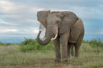 African elephant (Loxodonta africana) bull standing on savanna, throwing sand, Amboseli national park, Kenya.