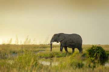 African elephant (Loxodonta africana) walking on savanna at sunset, Amboseli national park, Kenya.