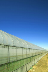 小松菜栽培の温室と青空
