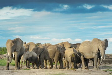 African elephant (Loxodonta africana) herd standing together protecting baby on savanna, Amboseli national park, Kenya.
