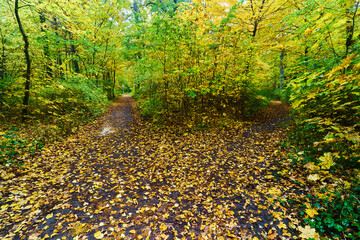 Obraz premium Wald Panorama im Herbst mit gefärbtem Laub und einem Weg der im Wald verschwindet