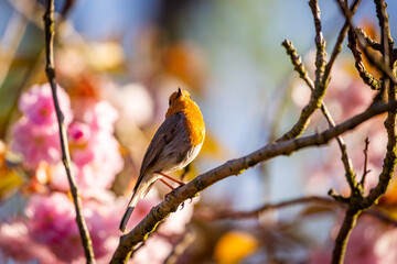 Rotkehlchen mit Kirschblüten
