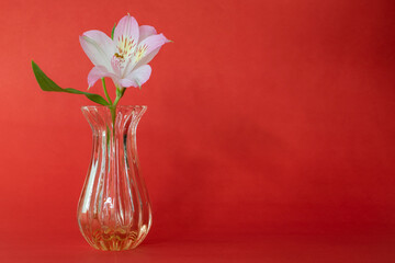 crystal vase with flower on red background.