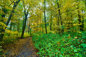 Fototapeta premium Wald Panorama im Herbst mit gefärbten Laub, Bäumen, Efeu und Wanderweg
