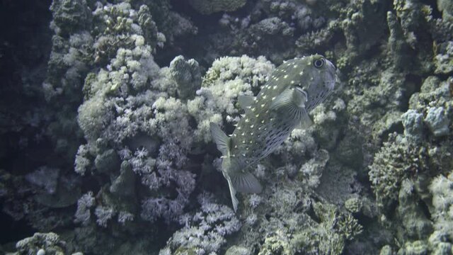 Fish Cyclichthys spilostylus or spotbase burrfish, family Diodontidae. Contains poison - Tetrodotoxin, can bite strongly. It feeds on sea urchins, crustaceans, molluscs. Filmed in the red sea
