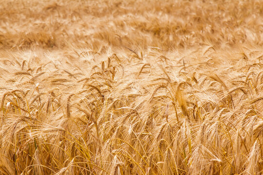 Beautiful image of gold barley field background. Agriculture, agronomy, industry concept.