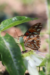 Mariposa Espejo