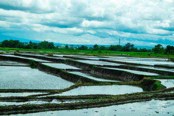Malang, Indonesia (01-03-2021) - a photo of a view of rice fields