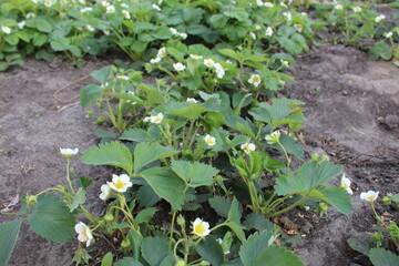 Bushes of flowering strawberries with small white flowers spring fruiting