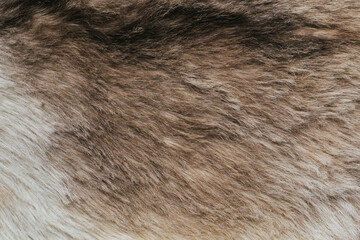 Natural Wool Texture Animals, The coat of the wolf with a dark cloth in the skin