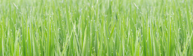 Fototapeta na wymiar Water droplets on the light green rice leaves and blur green nature background