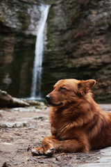 Adorable dog is traveling in mountains by river. Beautiful dark red dog mongrel lies near waterfall and enjoys moment with his eyes closed.
