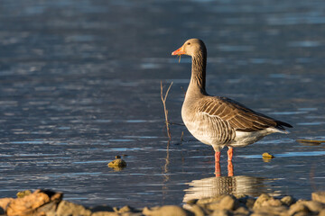 one gray goose (anser anser) standing in water in evening sunlight