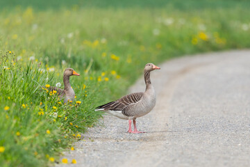 one gray goose (anser anser) crossing the street