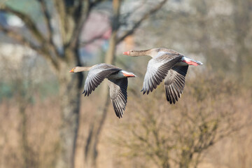 two flying gray geese (anser anser) in sunlight