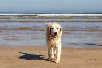 pretty golden retriever in the beach