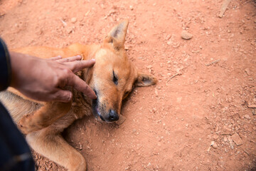 dog in a hand