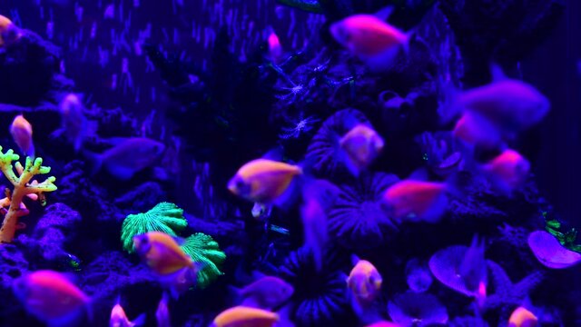 Nice neon glowfish in freshwater tank nature water color painted aquarium