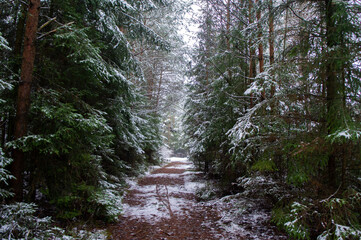Obraz premium Path through a beautiful calm snowy coniferous forest on a dark winter evening