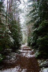 Fototapeta na wymiar Path through a beautiful calm snowy coniferous forest on a dark winter evening