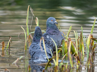 Pigeons Washing in a Pond