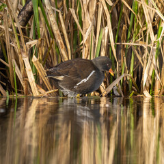 Moorhen on Sanderstead Pond