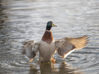 Mallard Duck on Sanderstead Pond