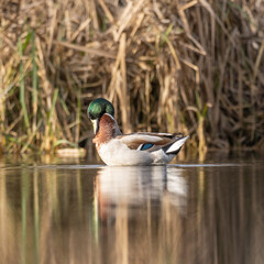 Mallard Duck on Sanderstead Pond