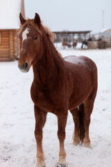 horse in snow, winter