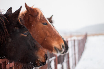 Fototapeta premium portrait of a horses