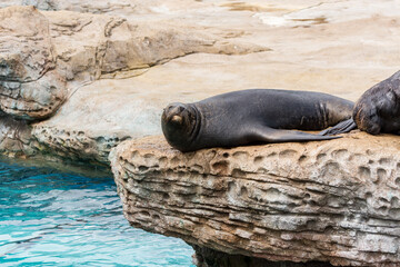A black seal resting on rock in a zoo