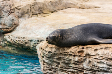 A black seal resting on rock in a zoo