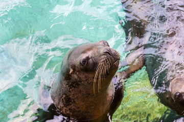 A seal is standing and waiting for food on the side of aquarium