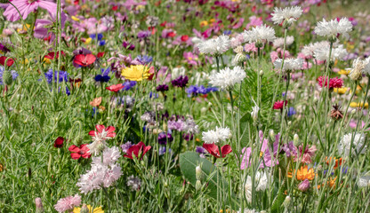 Sch&ouml;ne Sommerwiese