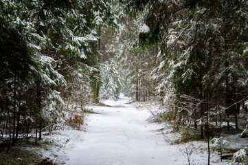 Path through a beautiful calm snowy coniferous forest on a dark winter evening
