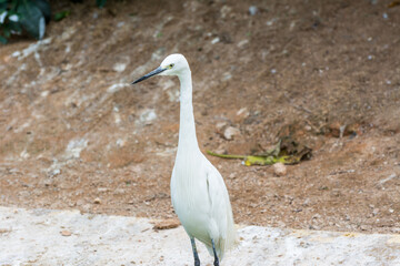 a little egret white bird standing at the lakeside of nature wetland reserve