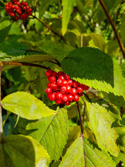 Red elderly berries and green leaves close-up.