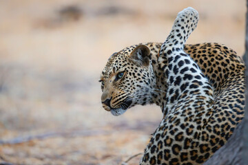 Leopard (Panthera pardus) cleaning herself in a Game Reserve in the Greater Kruger Region in South Africa