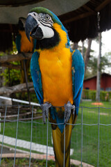 Beautiful tricolor macaw leaning on a wire, profile view
