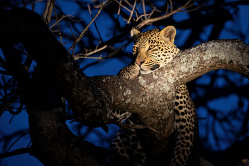 Leopard (Panthera pardus) resting in a tree during the blue hour in Sabi Sands Game Reserve in the Greater Kruger Region in South Africa